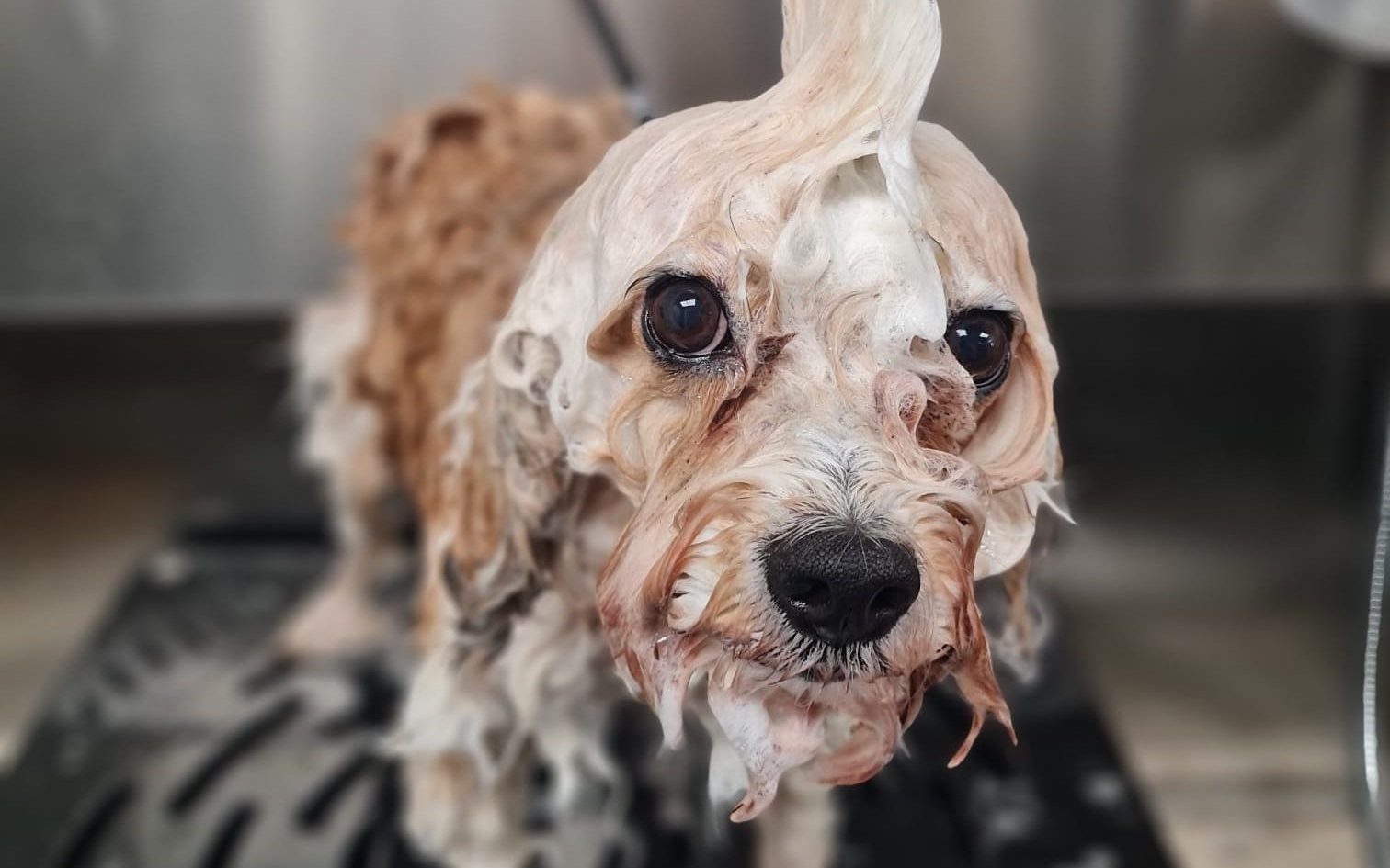 Small, scruffy terrier-mix enjoying a relaxing bath, showcasing our gentle care for all breeds and sizes in the Ewhurst area.