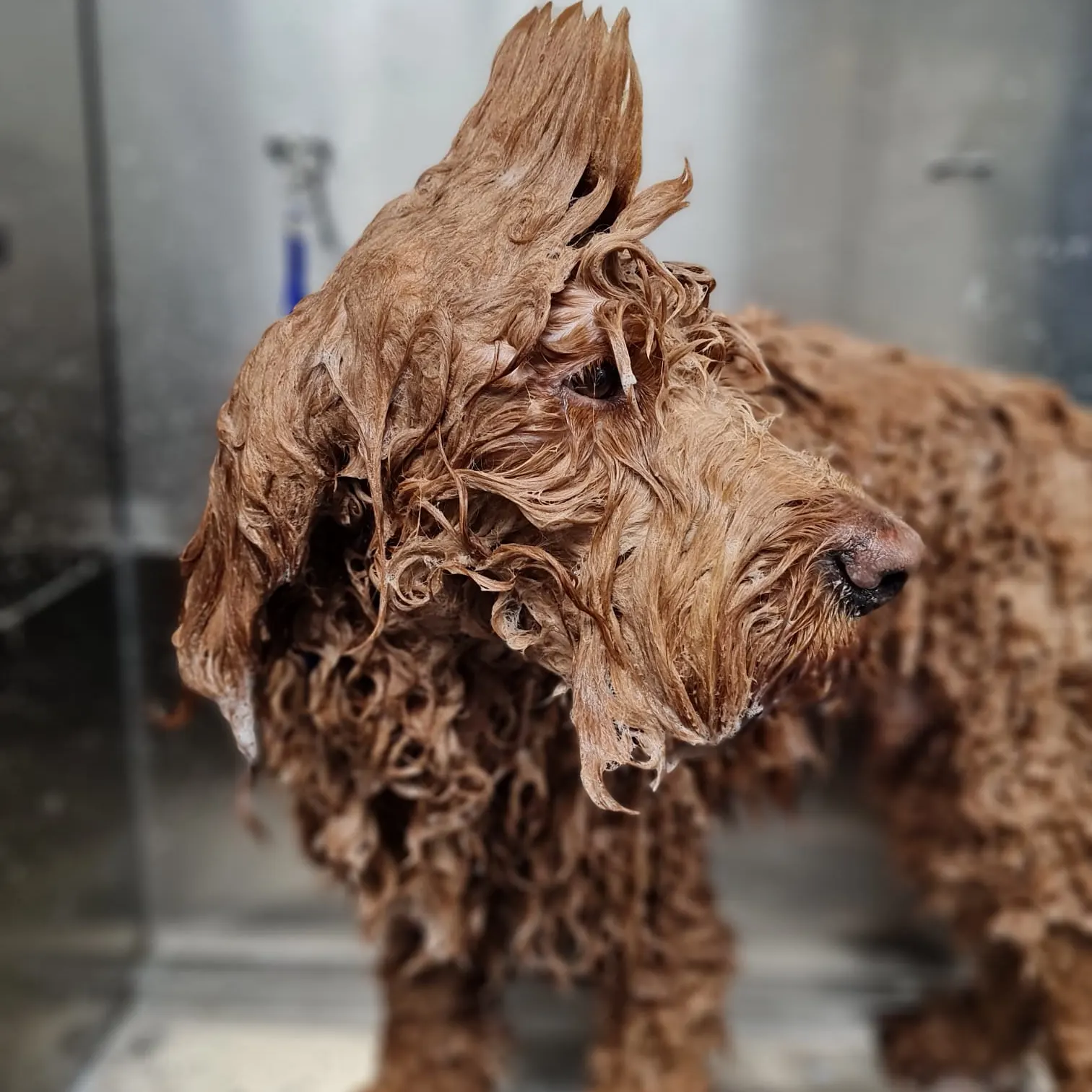 Beautifully maintained Labradoodle with a soft, brushed coat after a Full Groom, a popular service for clients near Godalming and Bramley.