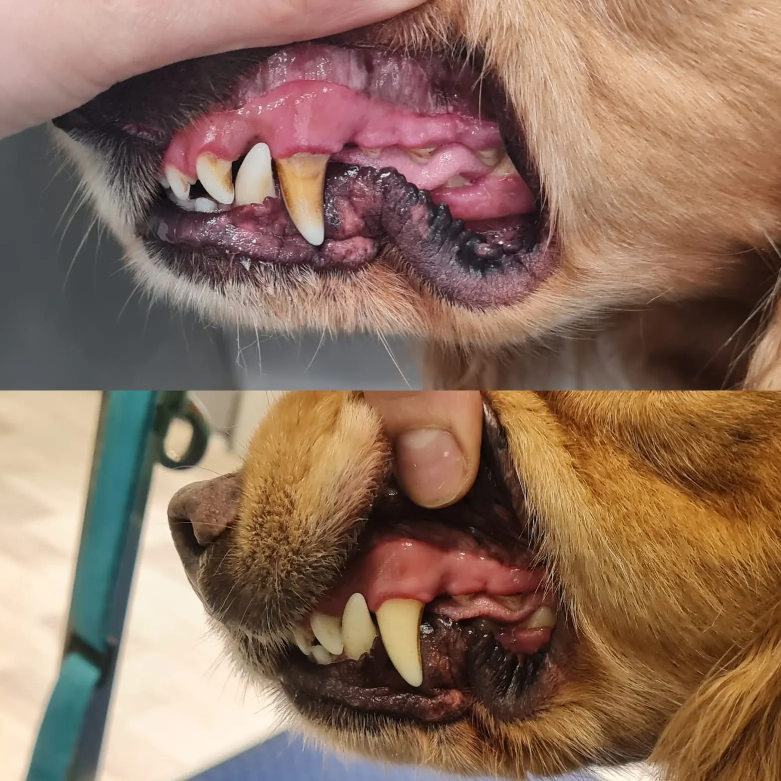 Gentle and non-invasive ultrasonic teeth cleaning for a small dog, promoting canine dental health at our Cranleigh grooming spa.